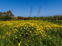 Gelbe Blumenwiese, Opuntien und Agaven - Malta